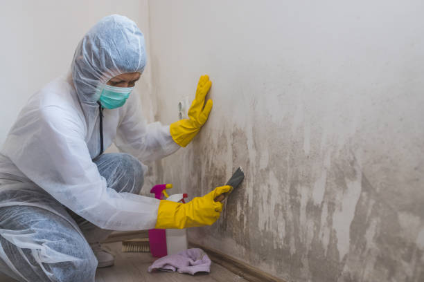 Professional Mold Removal in Roseland, OH