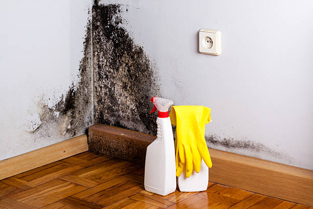 Certified Mold Removal in Roseland, OH