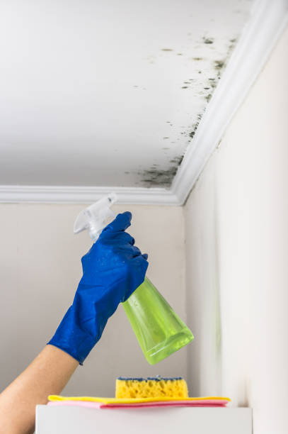 Mold Testing and Removal in Roseland, OH